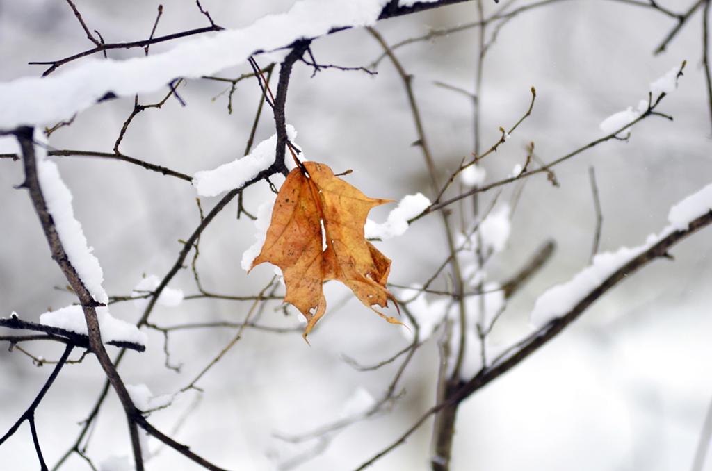 Прощай осень, здравствуй зима зимушка…» — создано в Шедевруме