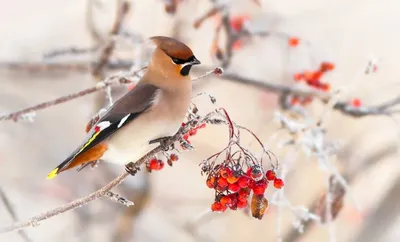 Присоединяйтесь к акции «Покормите птиц зимой-2024»! — МБУ ДО ЭЦ ЭкоСфера  г. Липецка