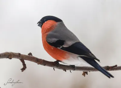 Городские птицы: зима | Пикабу