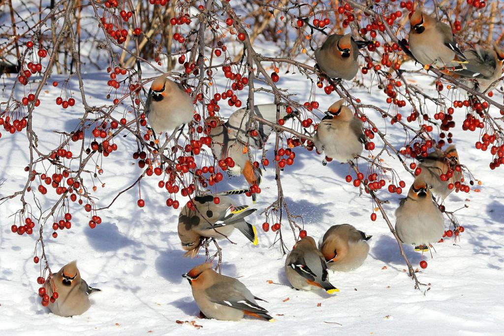 Маленькие птички зимой на кормушке, …» — создано в Шедевруме