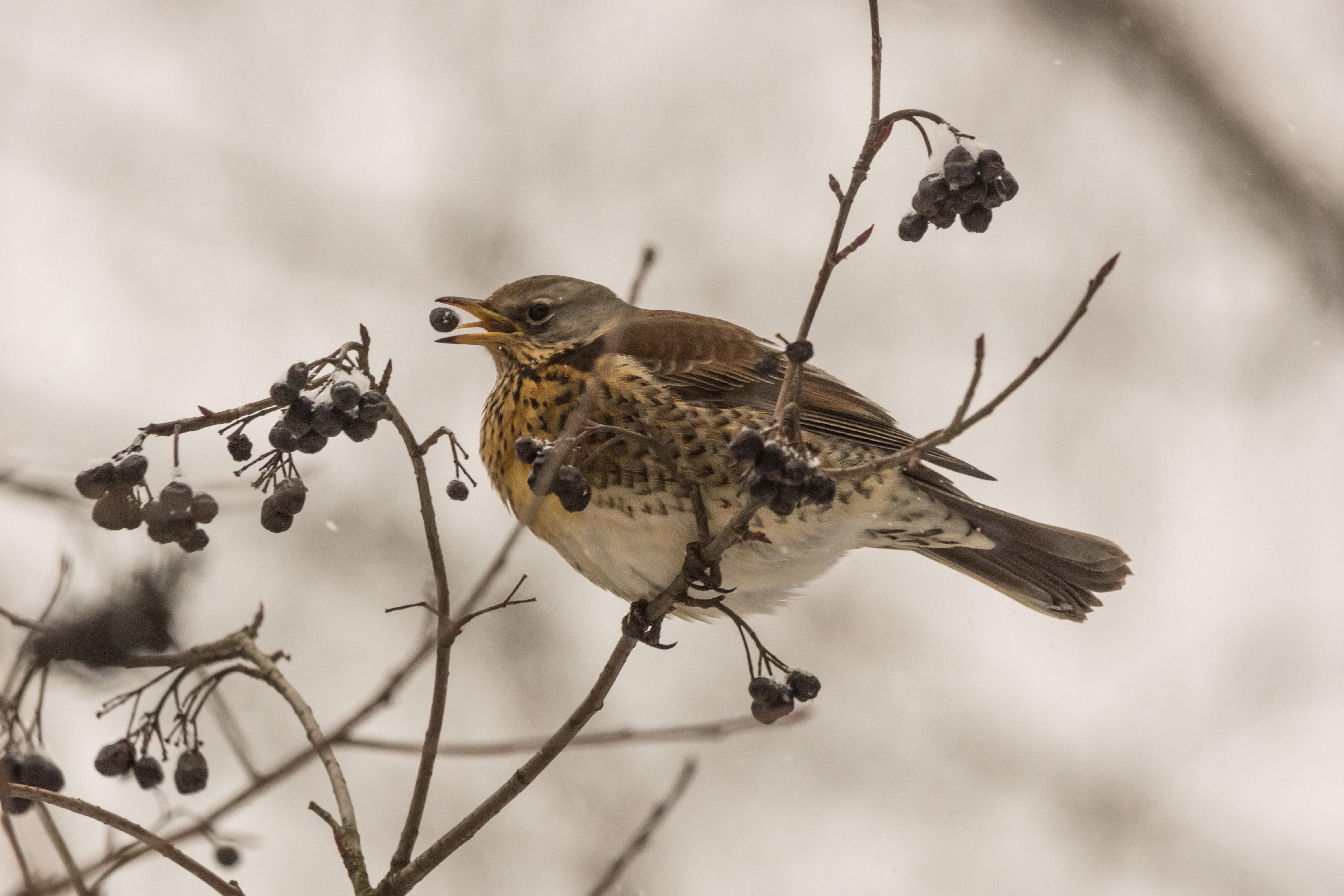 занятие птицы зимой | Учимся играя