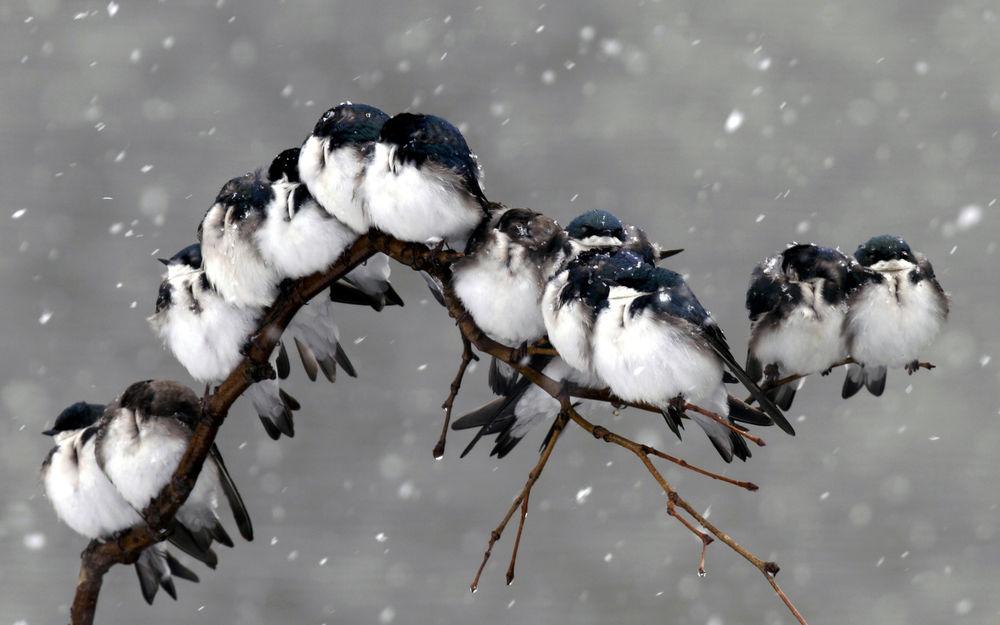 Кормушки для птиц зимой - 62 фото