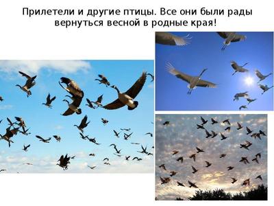 Какие птицы прилетят в Самарскую область в апреле - KP.RU