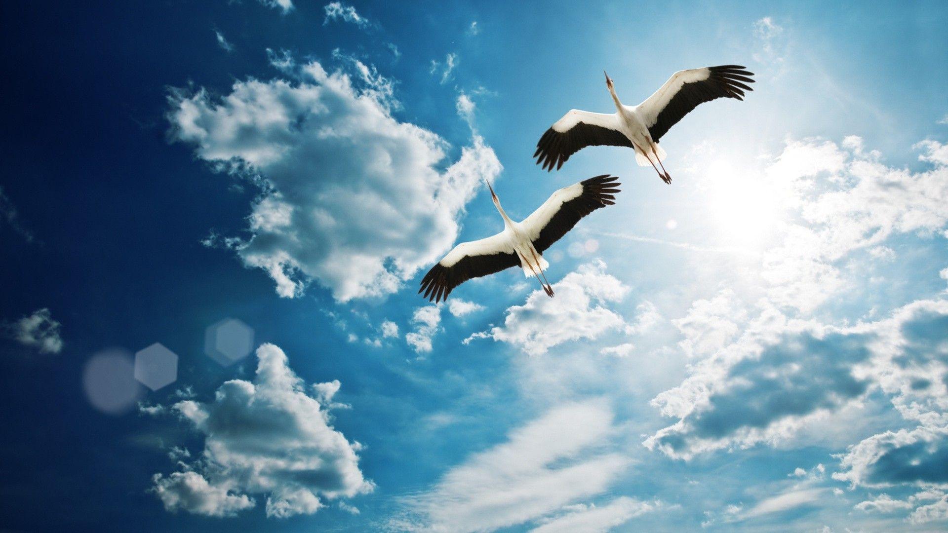 Картинки по запросу птица в небе | Birds in the sky, Bird wallpaper, Birds  flying
