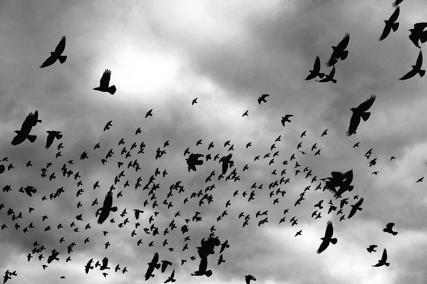 Птица в небе - Фотография - PerfectStock