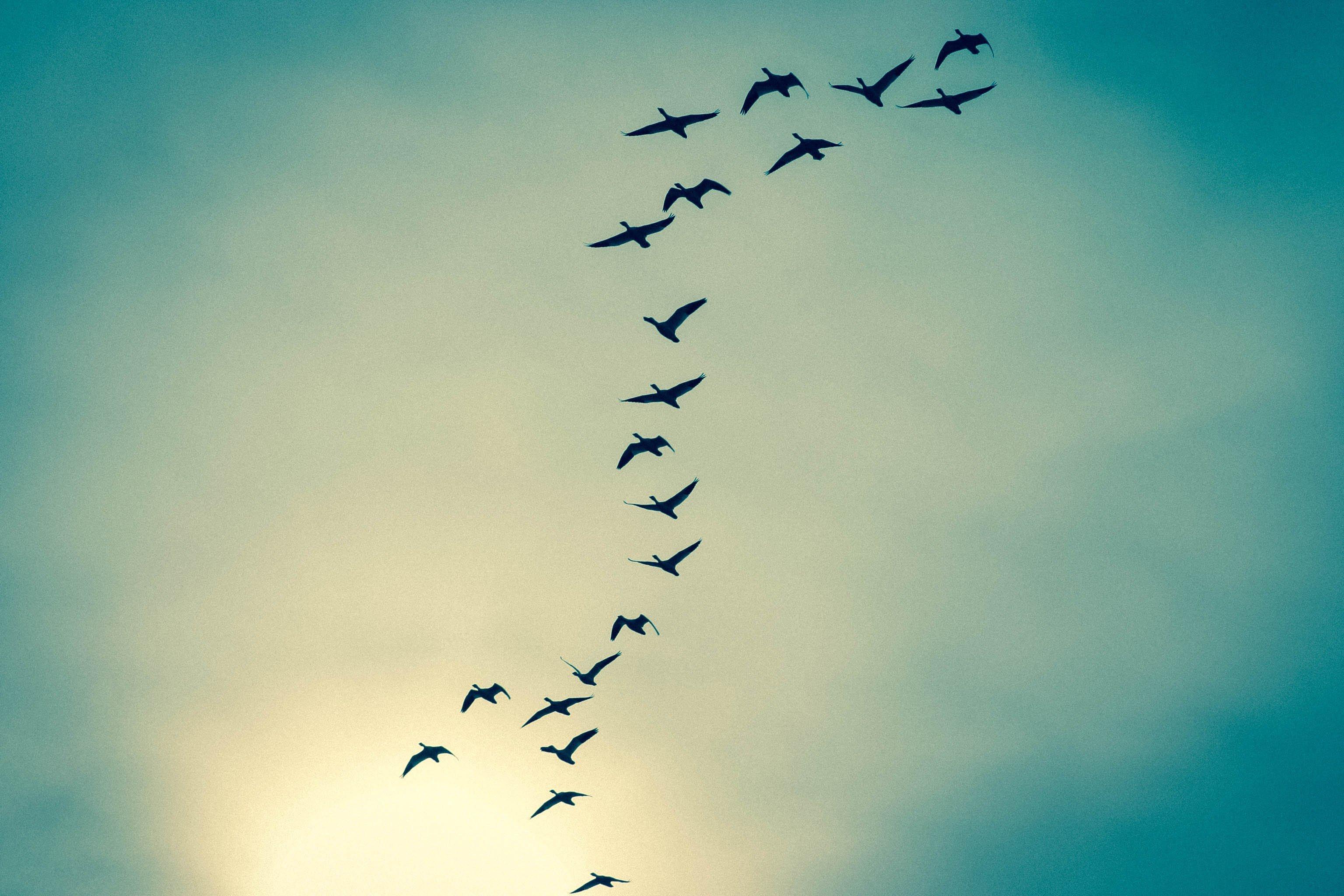 Картинки птицы в небе - 55 фото