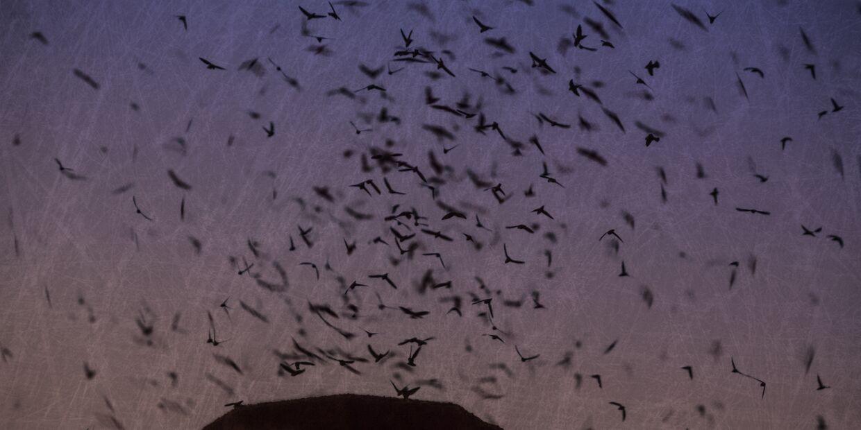 Птицы в полете | Пикабу