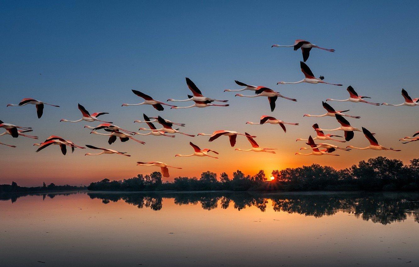 Бесплатное изображение: Природа, Голубое небо, птица, полет, дикая природа,  морская птица, Чайка, перо, крыло