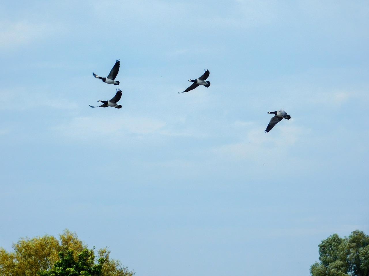 Фото стаи птиц в небе · Бесплатные стоковые фото