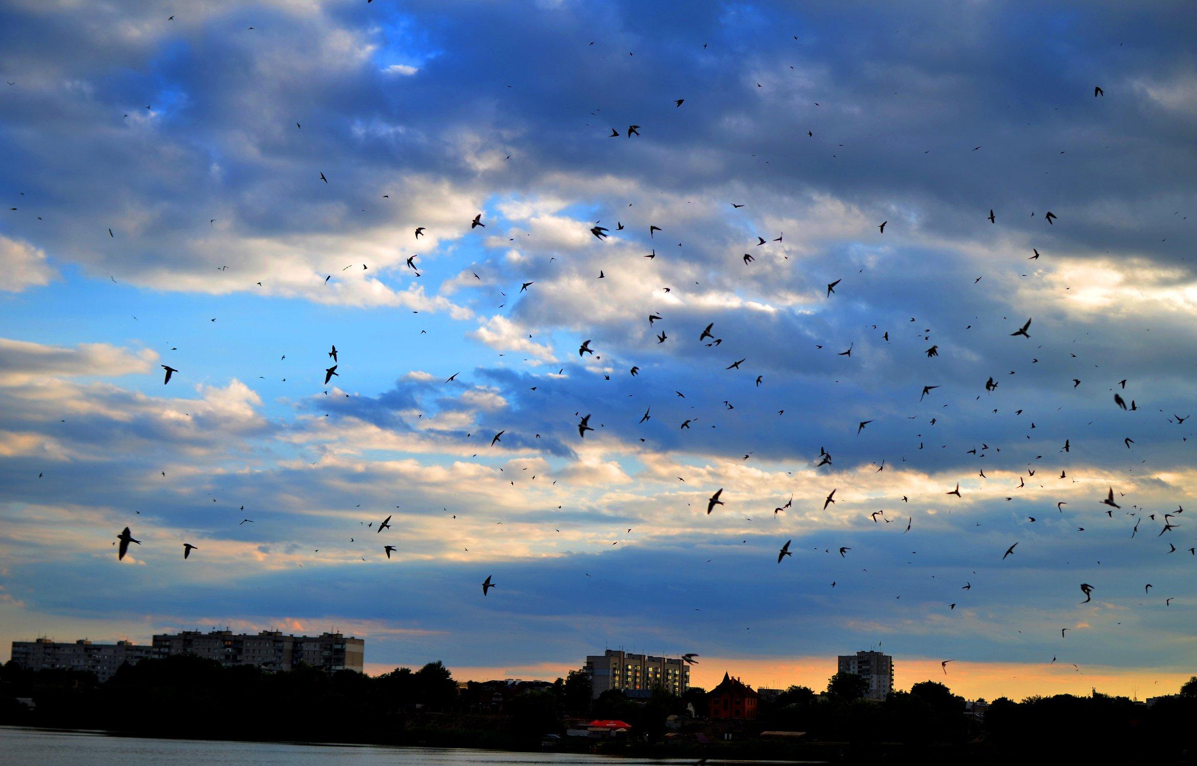 Lana Udo - Птицы в небе, как это красиво! #полет #птицы... | Facebook