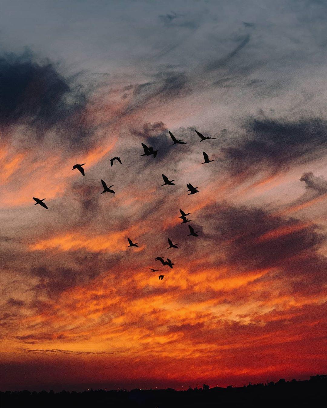 Черные Птицы В Полете В Небе. Фотография, картинки, изображения и  сток-фотография без роялти. Image 87415246
