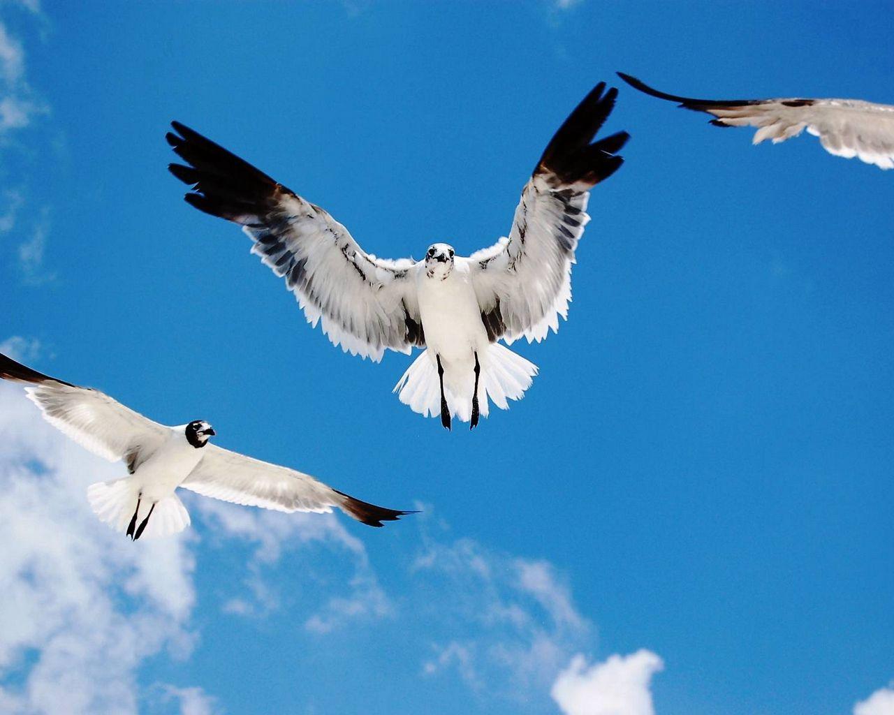 Картинки две птицы в небе (70 фото) » Картинки и статусы про окружающий мир  вокруг