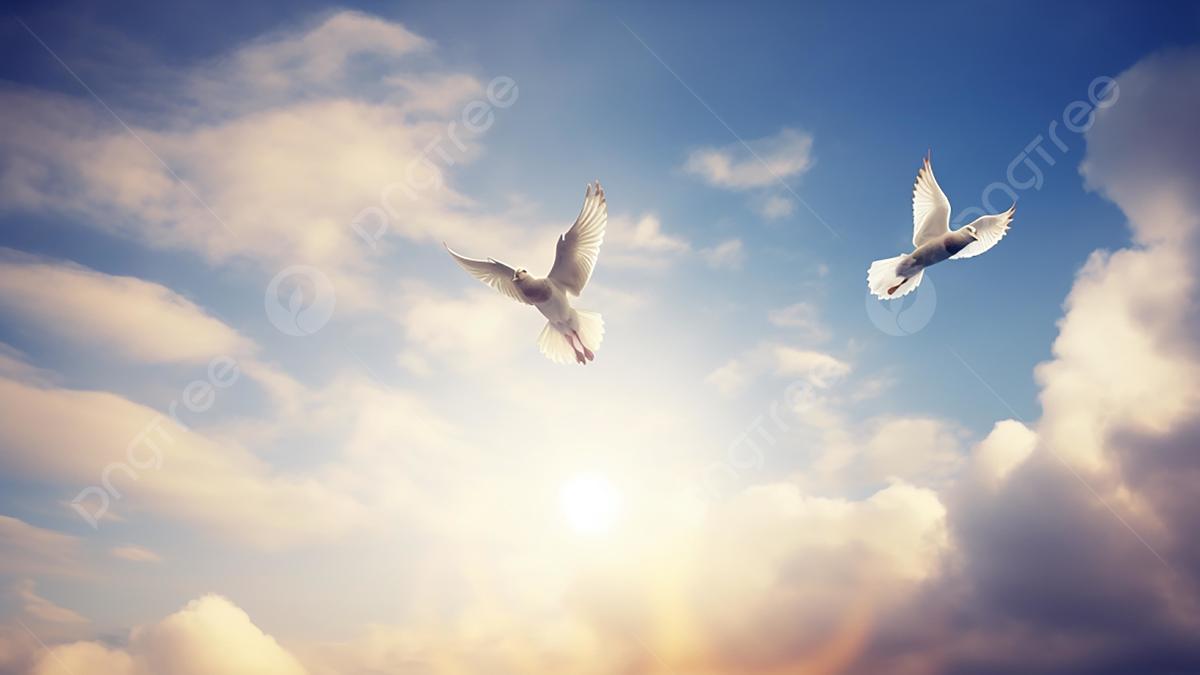три голубя птицы летящих в синем небе Stock Photo | Adobe Stock