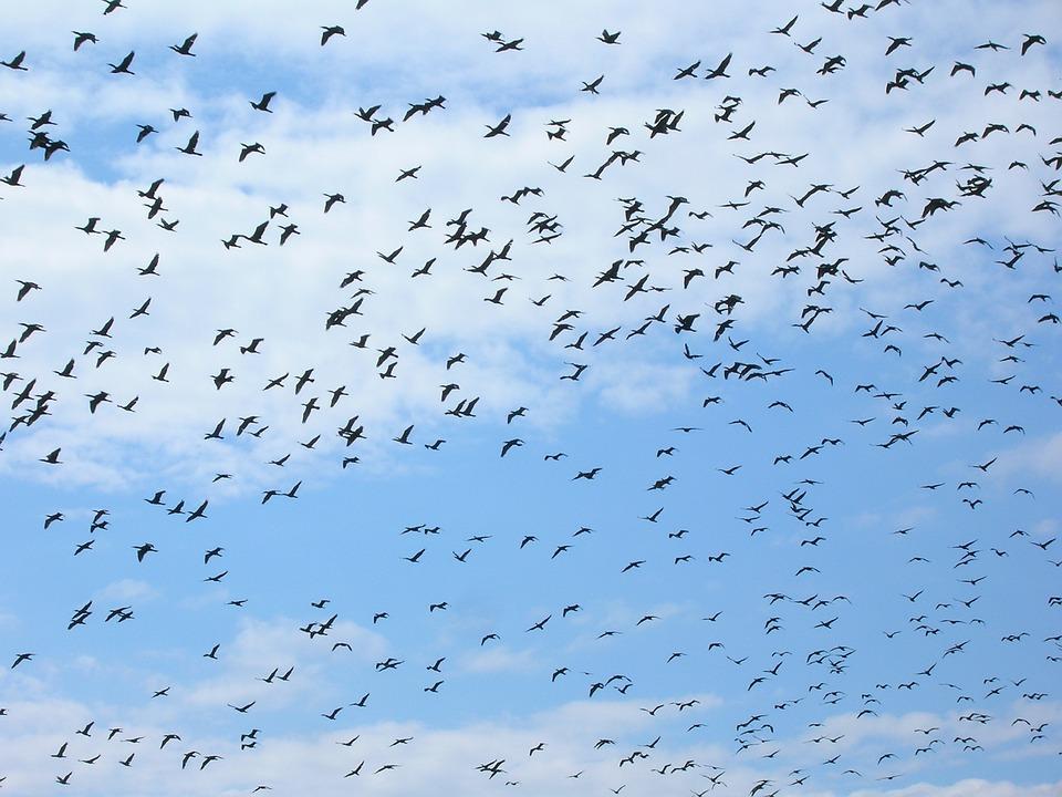 Птицы В Небе Летающие - Бесплатное фото на Pixabay - Pixabay