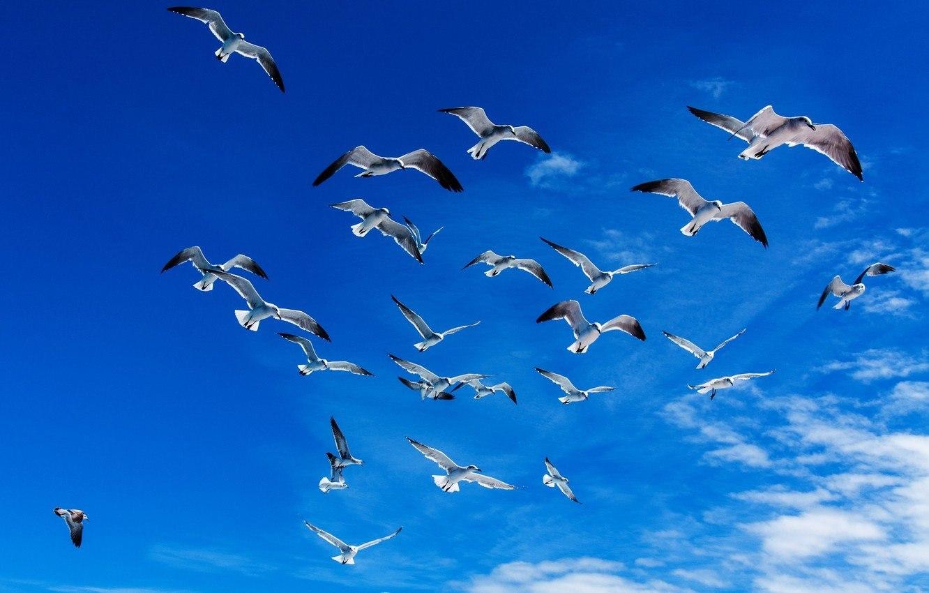 Бесплатные птицы в небе, птиц в стоковые фотографии | FreeImages