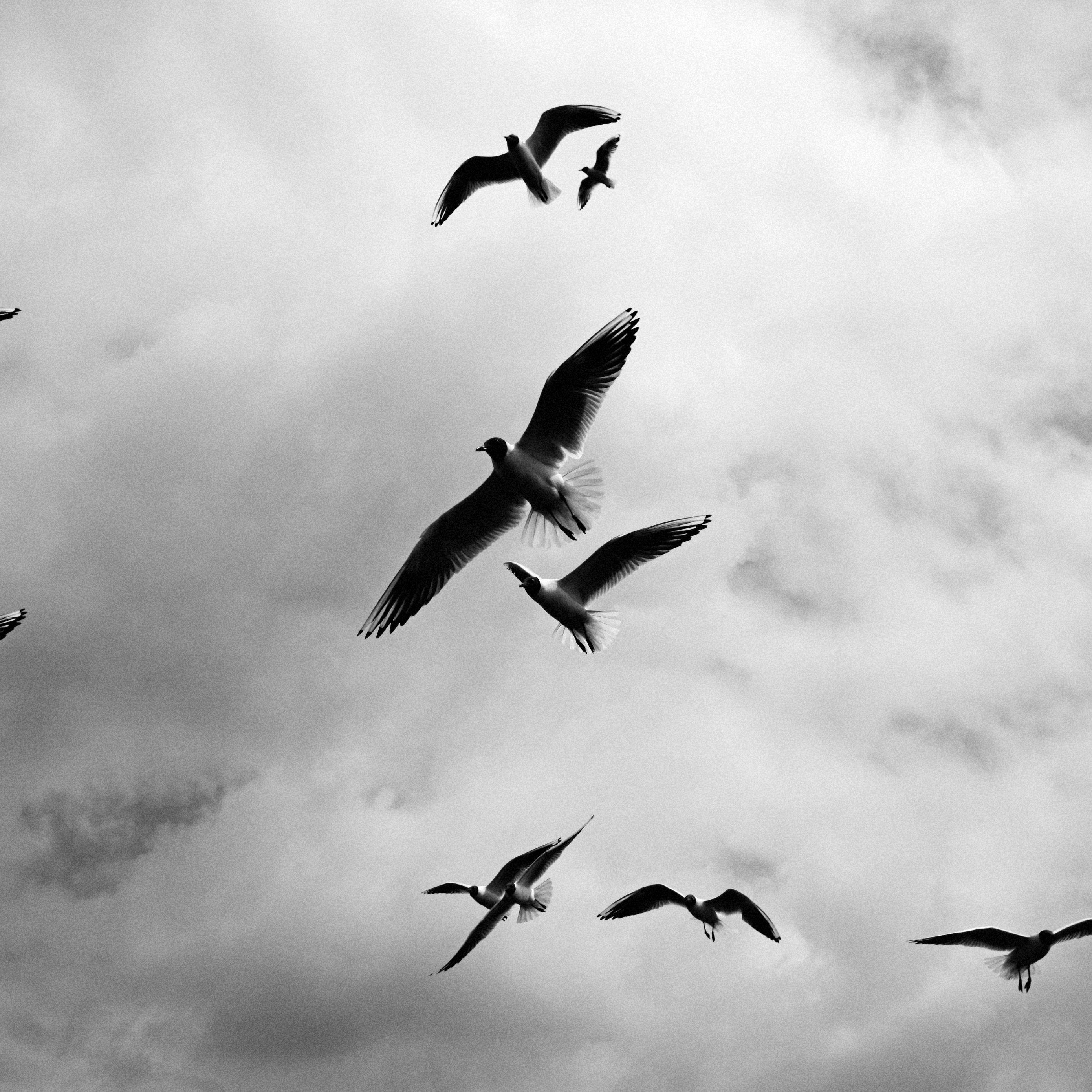 птицы в небе стоковое изображение. изображение насчитывающей погода -  231556013
