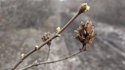 Обои весна (100 фото) • Прикольные картинки и позитив