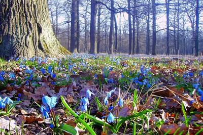 Ранняя весна в лесу возле города. Небольшой поляну на краю леса с елями  замороженных -луночным обнаженный и зелеными Стоковое Фото - изображение  насчитывающей худенько, поглощает: 212959660