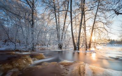 Лес болот весеннего времени. Ранняя весна, таяние снега и льда Стоковое  Изображение - изображение насчитывающей земля, солнечность: 207511589