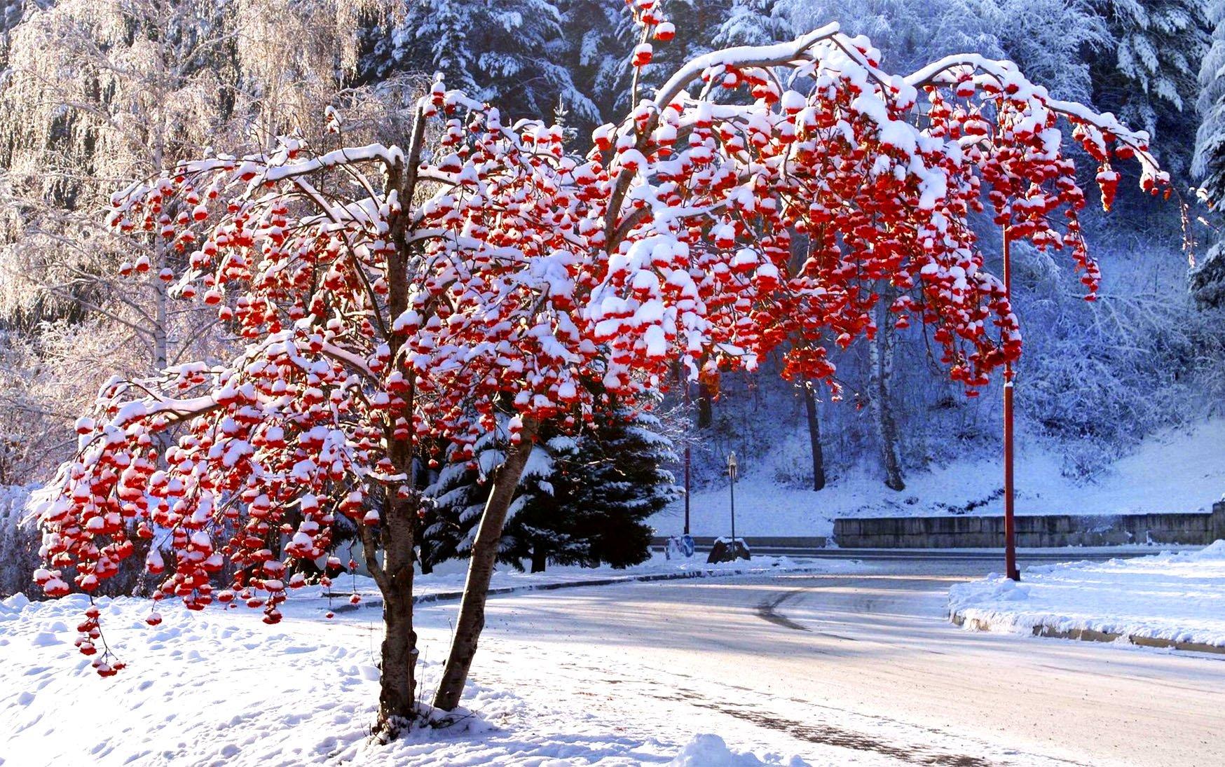 Фото Зима Рябина Природа Снег Ягоды Ветки 8480x5616