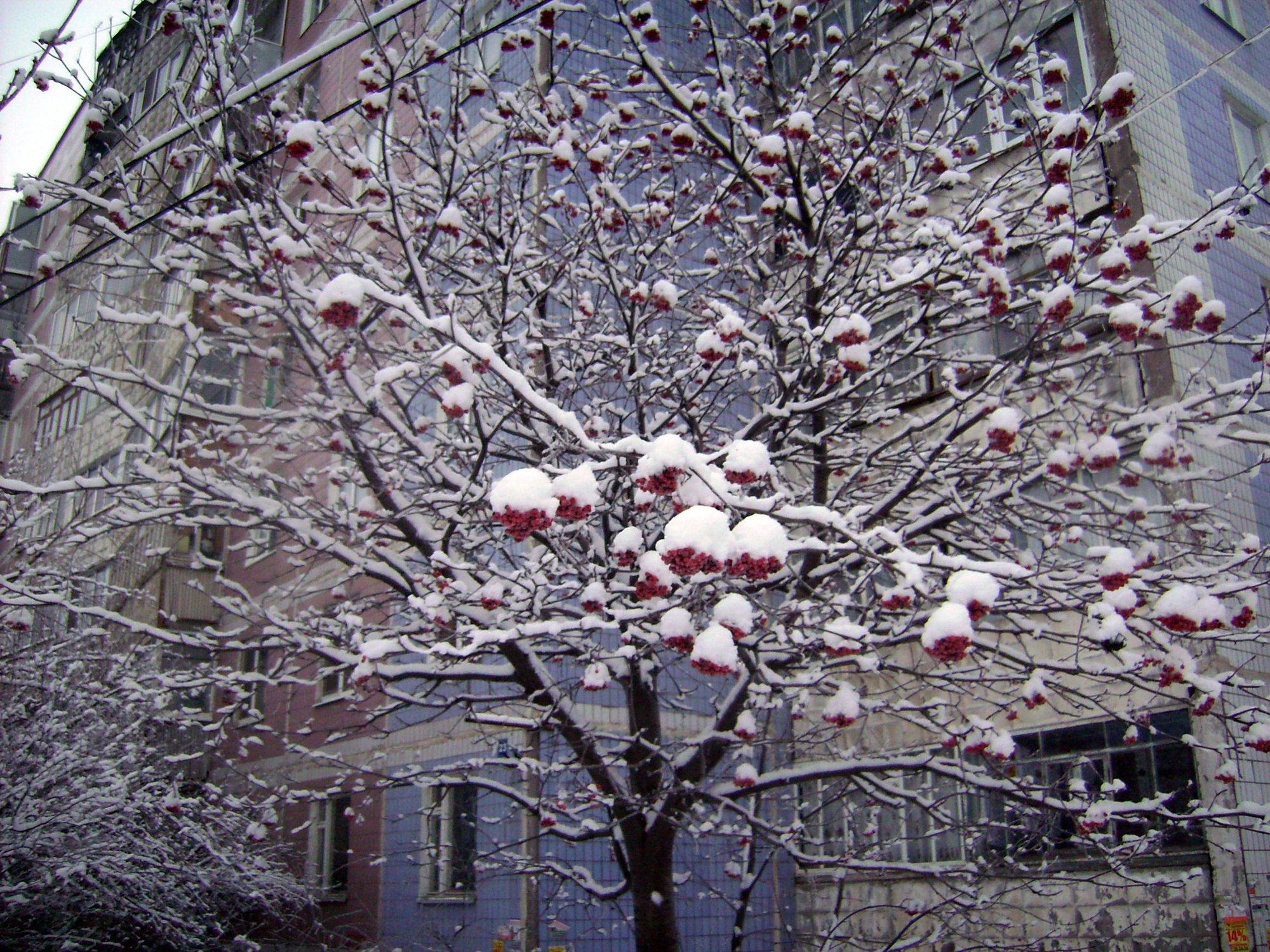 Куст рябины зимой (52 фото) - 52 фото
