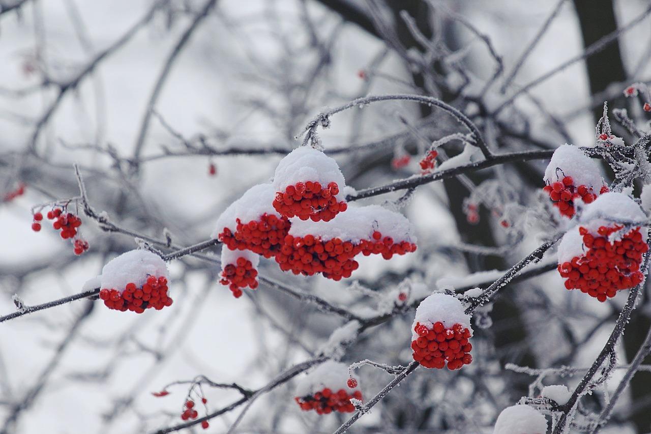 Скачать обои зима, снег, ягоды, ветка, рябина, раздел макро в разрешении  6152x4101