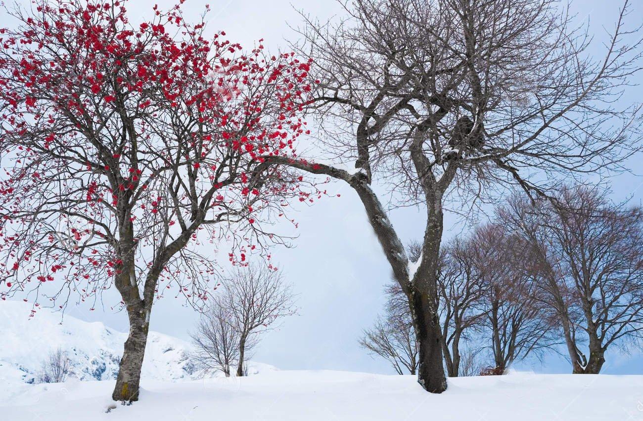 Картина по номерам снегири зима рябина 40х50 Wizardi 16235777 купить в  интернет-магазине Wildberries