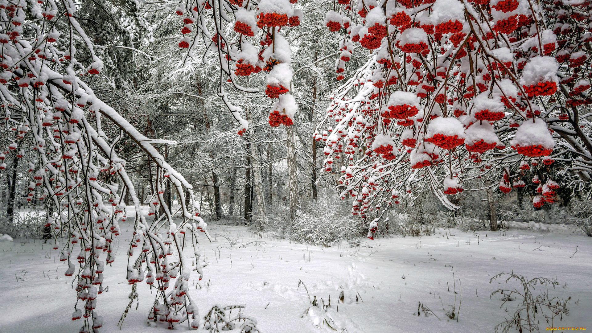 Дерево рябины зимой - 48 фото