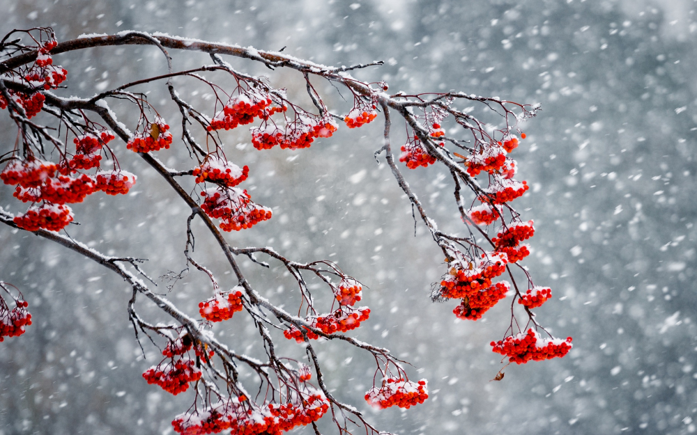 Рябина зимой (139 фото) - 139 фото