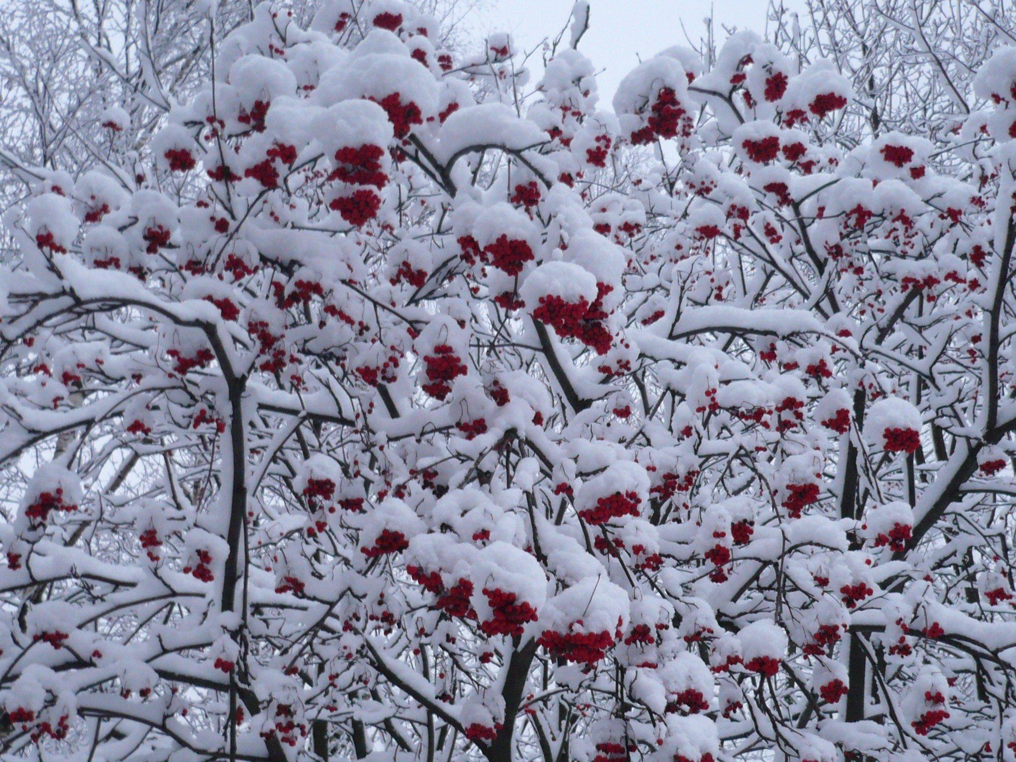 Рябина зимой картинки, 2560 × 1600 – Красивые зимние обои