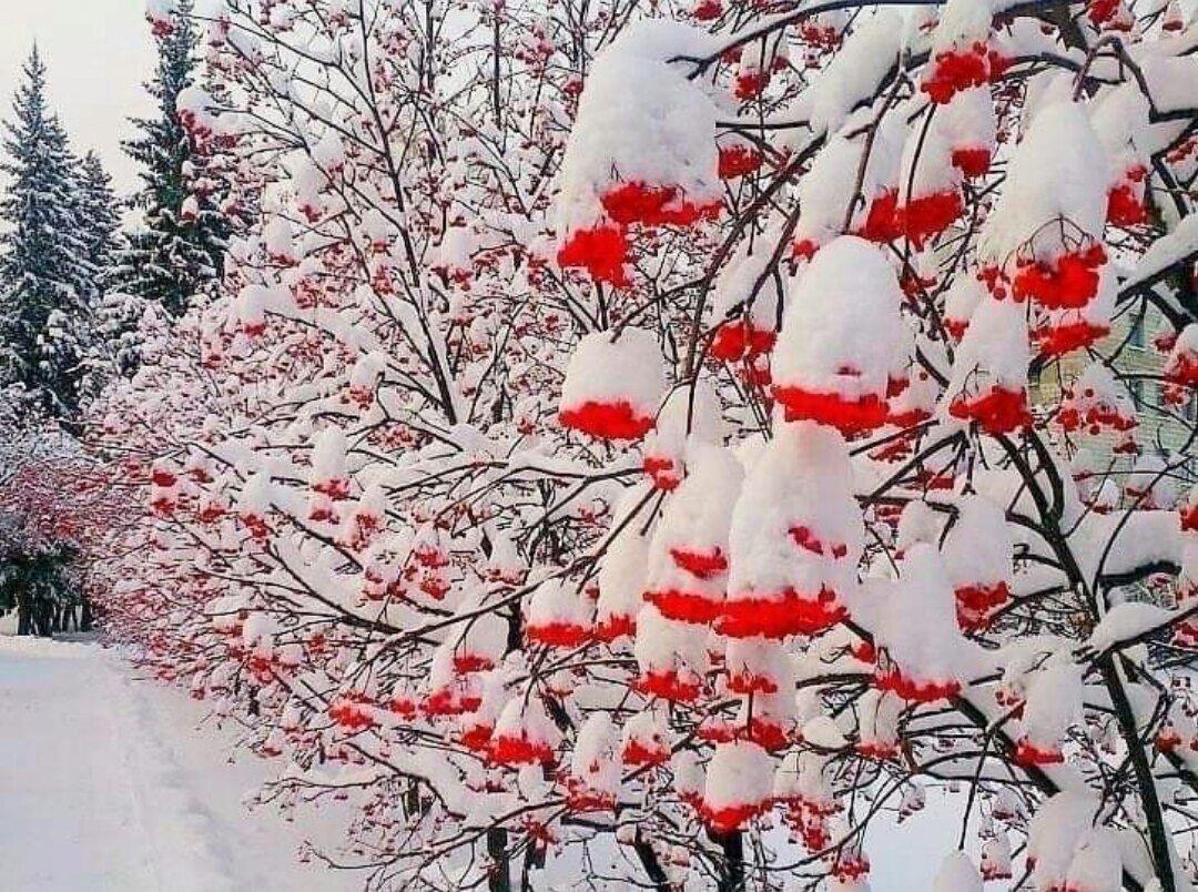 Дерево рябина зимой - 73 фото