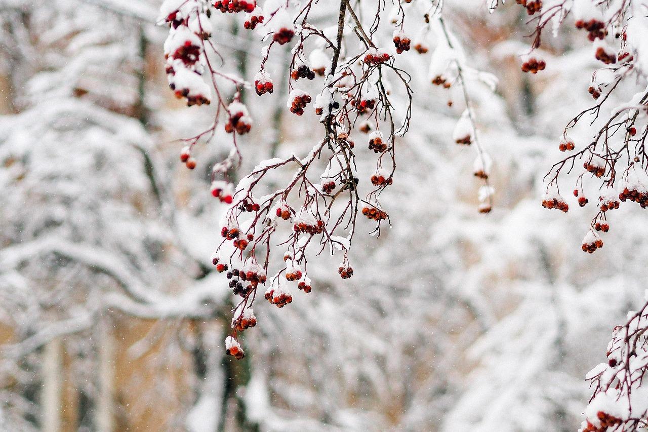 Рябина зимой это отдельная любовь  #ягодарябина🌿насксебеманила#мирхочеткрасоты #зимниезарисовки❄ | Instagram