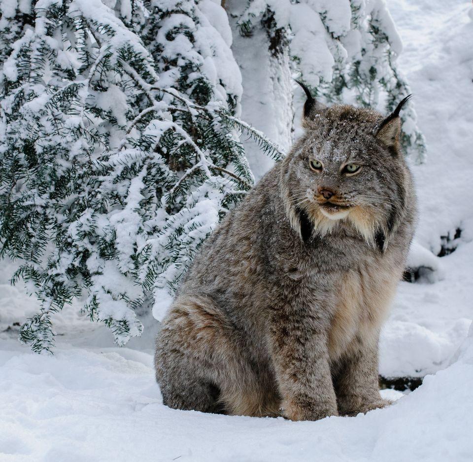 Рысь зимой | Majestic animals, Lynx, Animals wild
