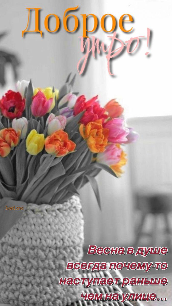 Пин от пользователя Светлана на доске Доброе утро | Весенние цветы,  Открытки, Весна