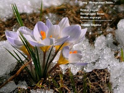 Скачать картинки Ранняя весна, стоковые фото Ранняя весна в хорошем  качестве | Depositphotos