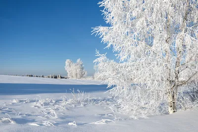 Зима Снег Рождество Зимний - Бесплатное изображение на Pixabay - Pixabay