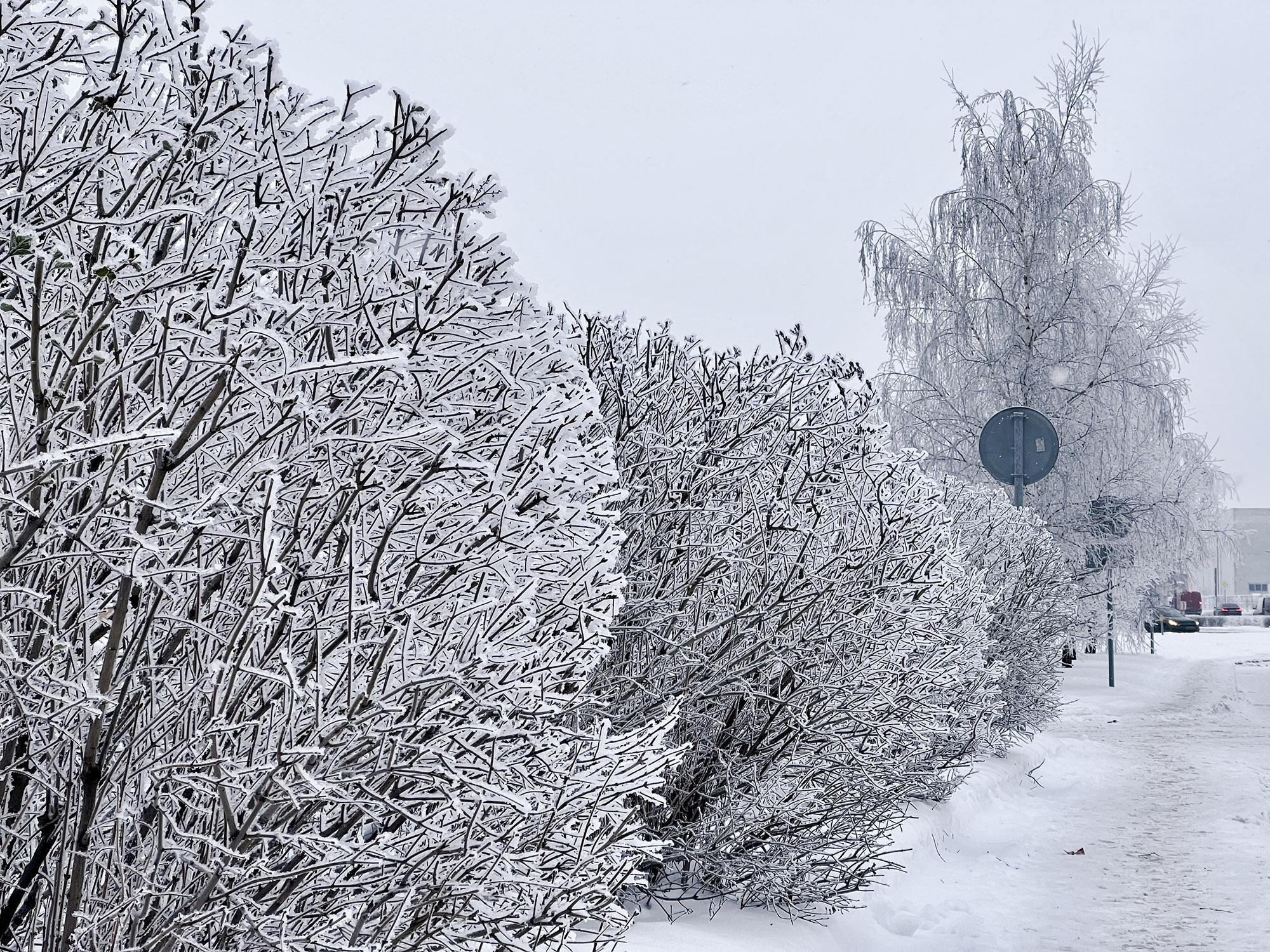 русская зима, зима в России, российская глубинка, зима в деревне, иней,  заморозки, снег, зимняя сказка, роскошный, снегопад Stock Photo | Adobe  Stock