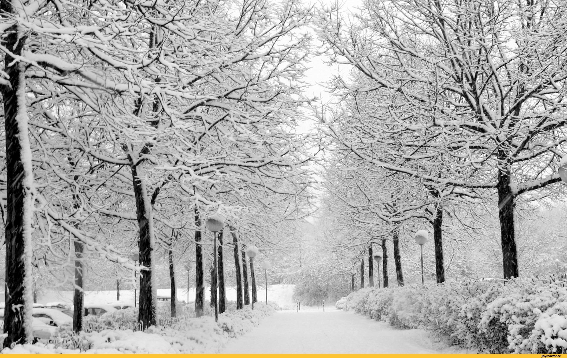 Природные пейзажи зима снежный лес пейзажи Hd фотография карта с  фотографиями Фон И картинка для бесплатной загрузки - Pngtree