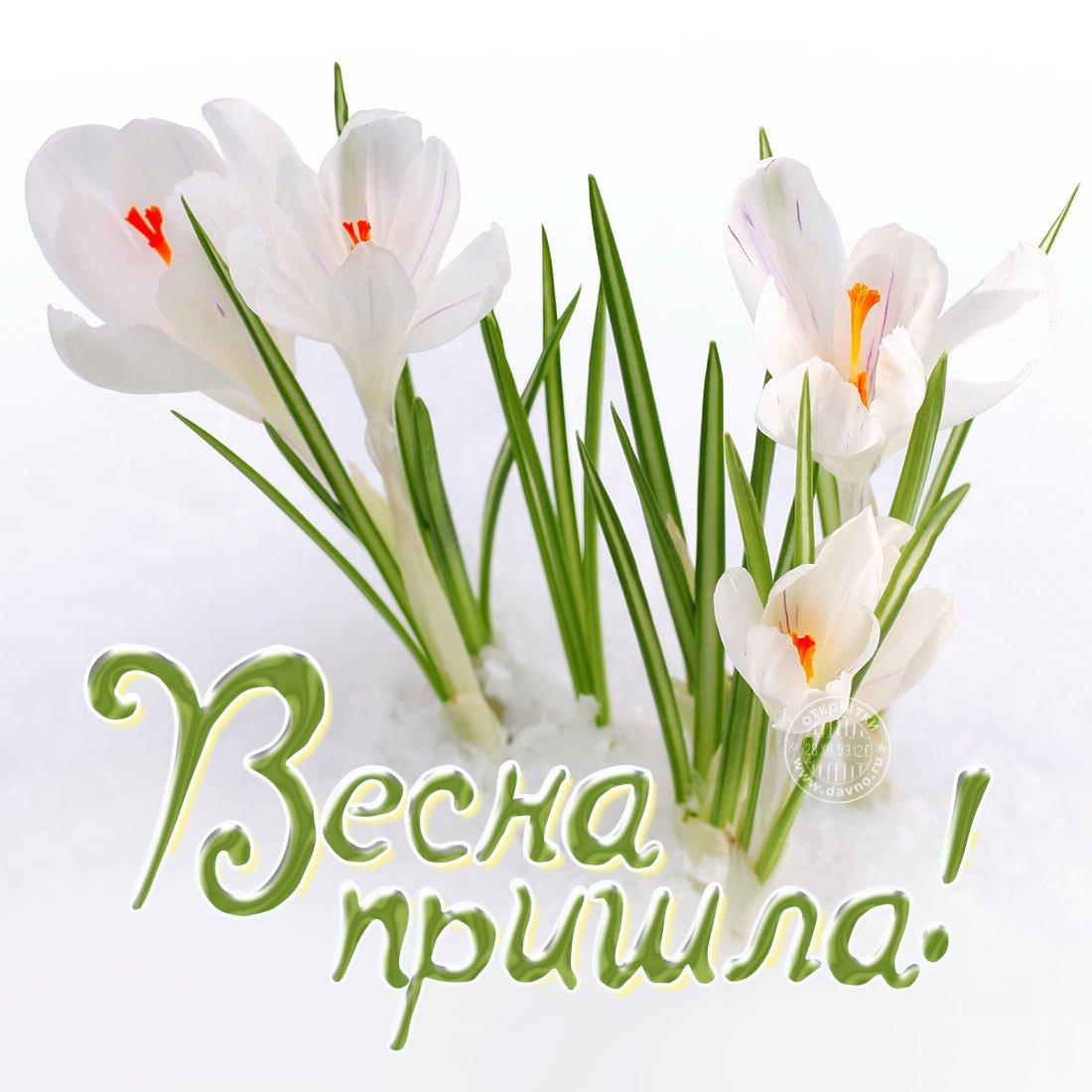 День прихода весны картинки (45 фото) » Красивые картинки, поздравления и  пожелания - Lubok.club