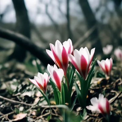 весна,#веснапришла,#весенний,#весеннеенастроение,#веснавдуше,#веснавесна,#веснаблизко  Поздравляем с приходом весны! Пусть в жизни все ра... inoutagency in LOOKY