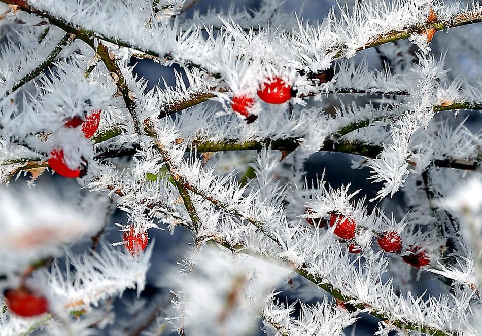 Зима на фото | 30 красивых зимних фотографий