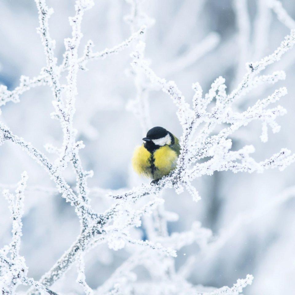 Синицы зимой (48 фото) - красивые фото и картинки pofoto.club
