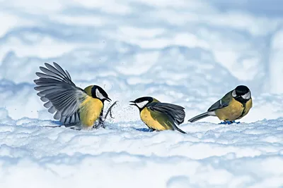 6 интересных особенностей зимовки синицы | Приключения натуралиста | Дзен
