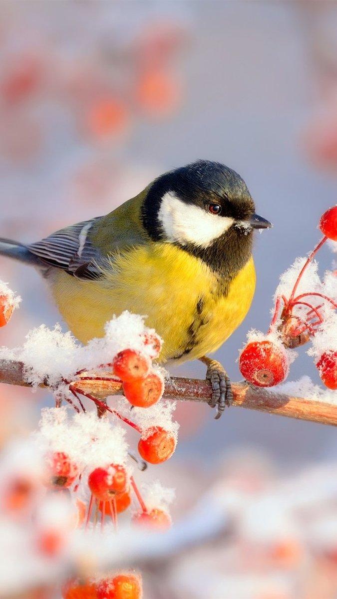 Рисунок для детей зимующие птицы - 57 фото
