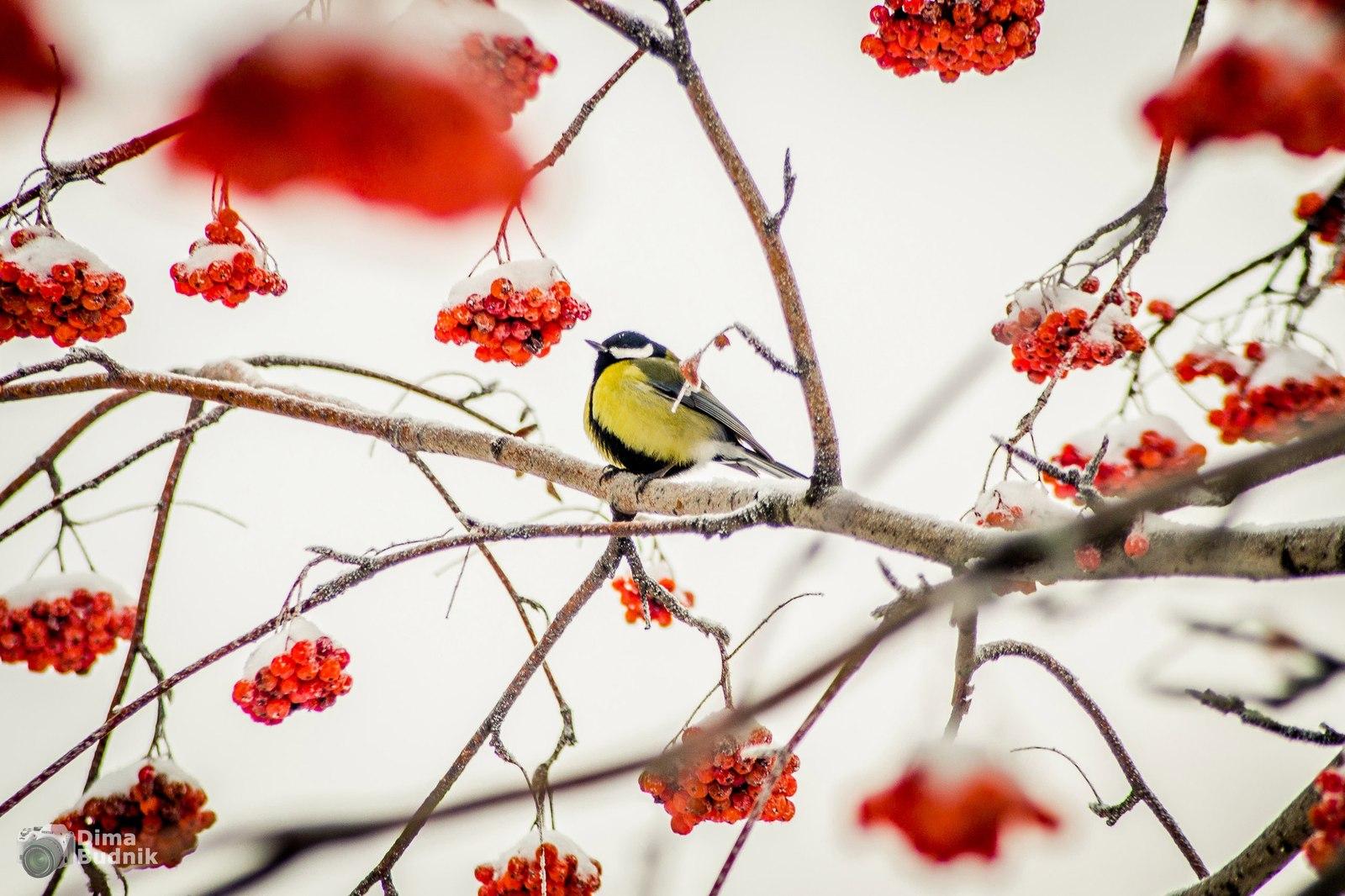 Сегодня - День синички. Учимся заботиться о птицах зимой - Тобольская правда