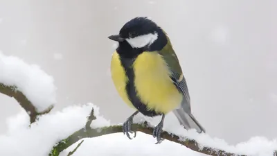 Птицам зимой нужна наша помощь