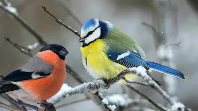 Зимние птички (58 фото) - 58 фото