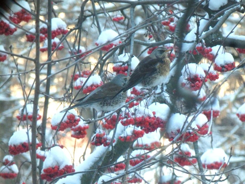 Синицы/Зимой эти наглые птицы не пропадут Stock Photo | Adobe Stock