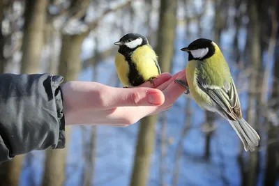 Подкормка птиц зимой: полезные советы