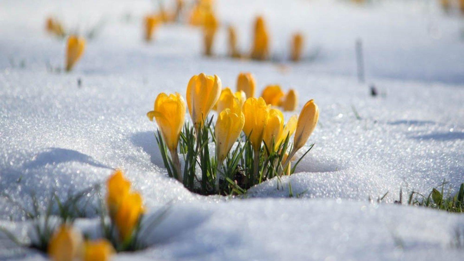 Снежная весна (49 фото) - 49 фото